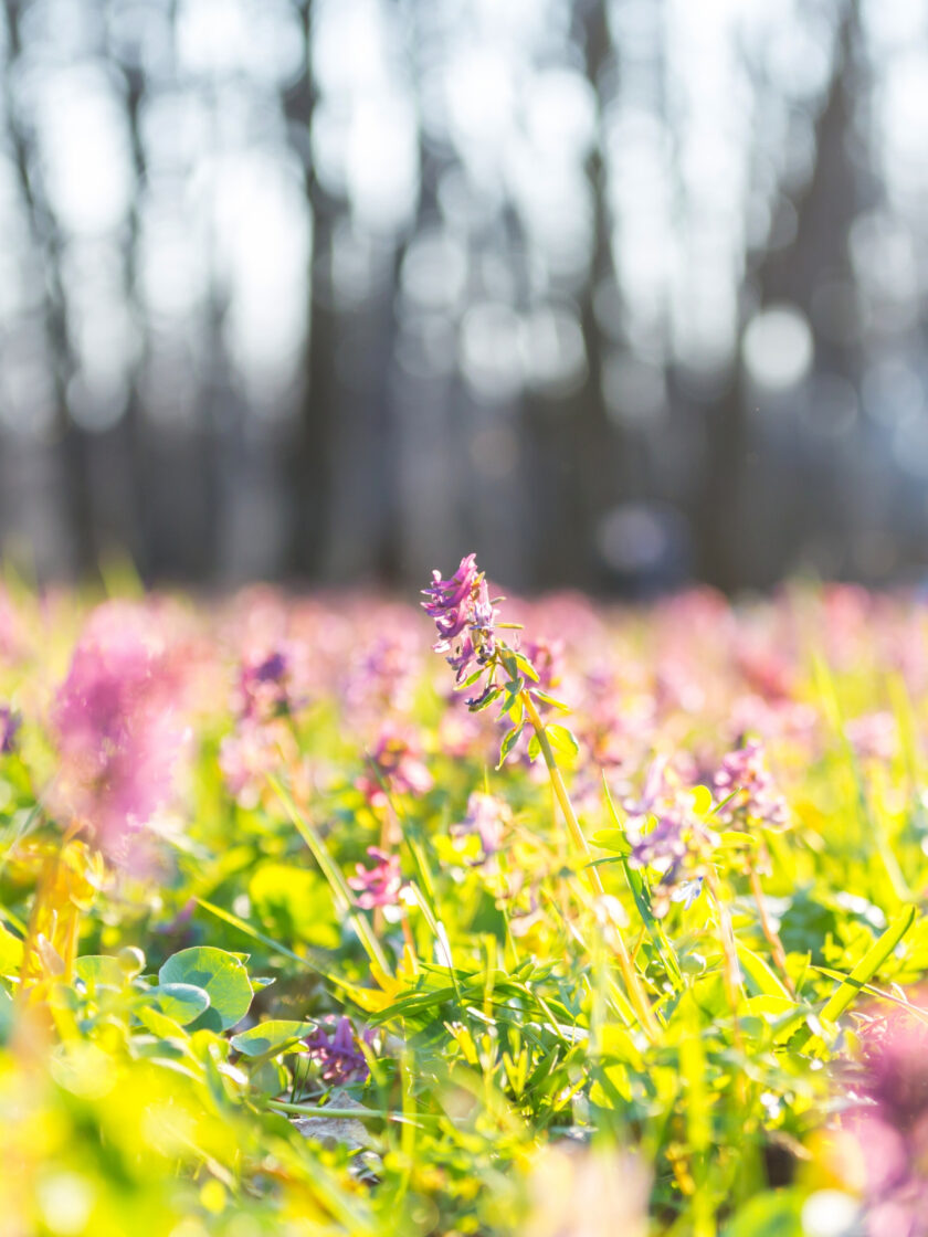 Spring is the best time of year to get your organized with 2B Organized's team of professional organizers.